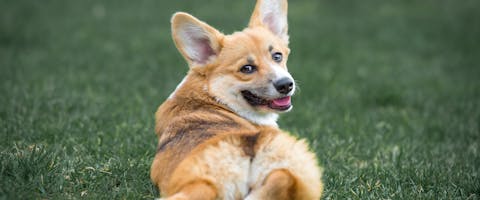 a corgi lying on some grass looking over its shoulder to look at the camera behind it