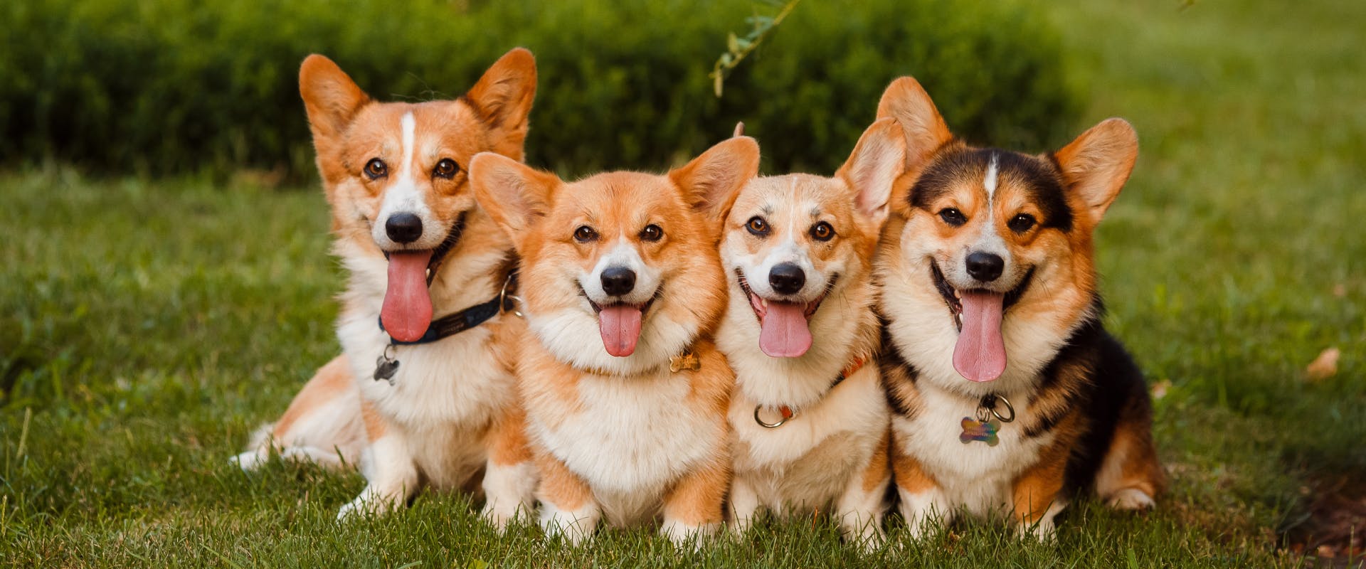 a group of four corgis sat next to each other in a grassy park