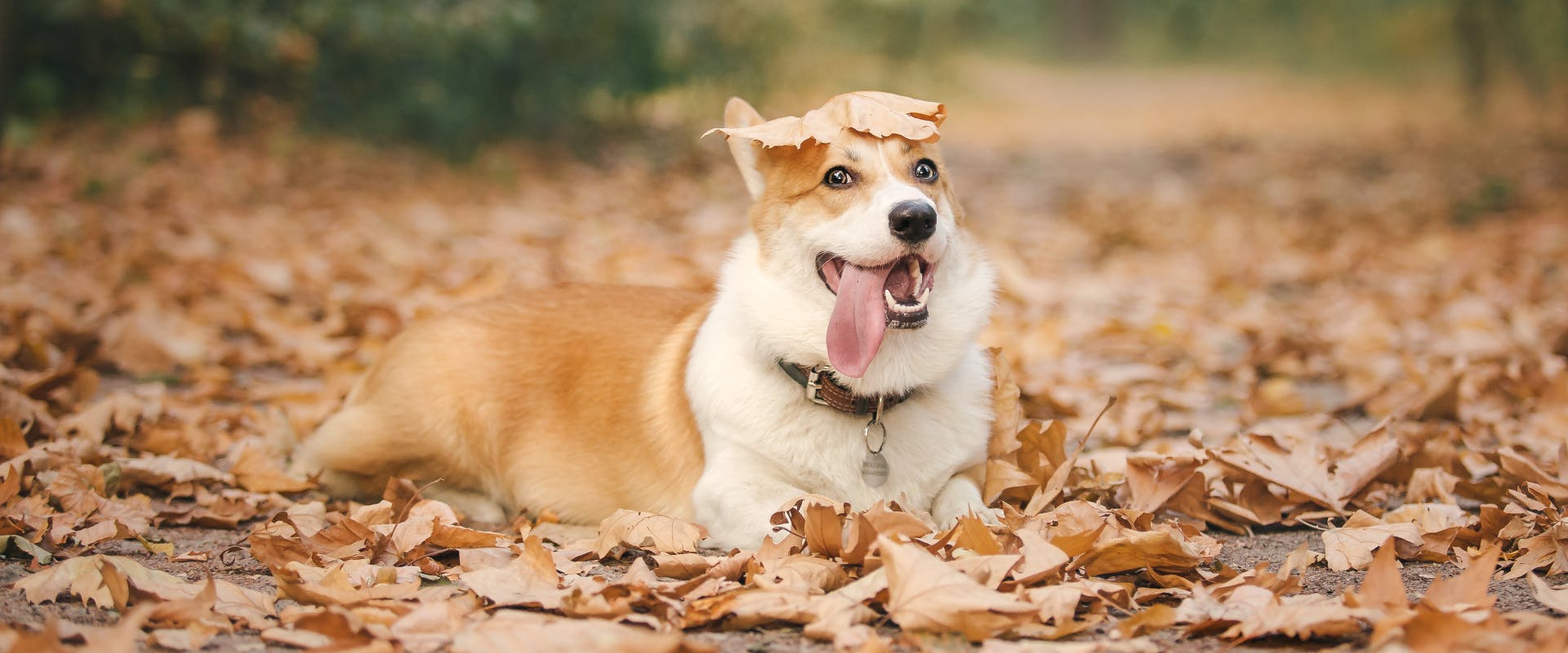a corgi lying in a pile of dead leaves panting with a leaf on its head