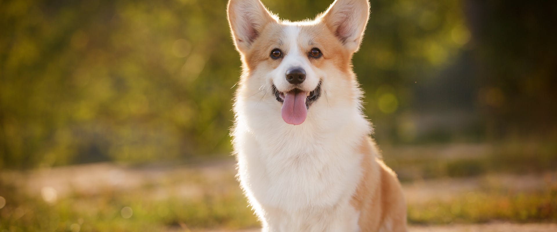 a corgi sitting in a well lit grassy patch of forest