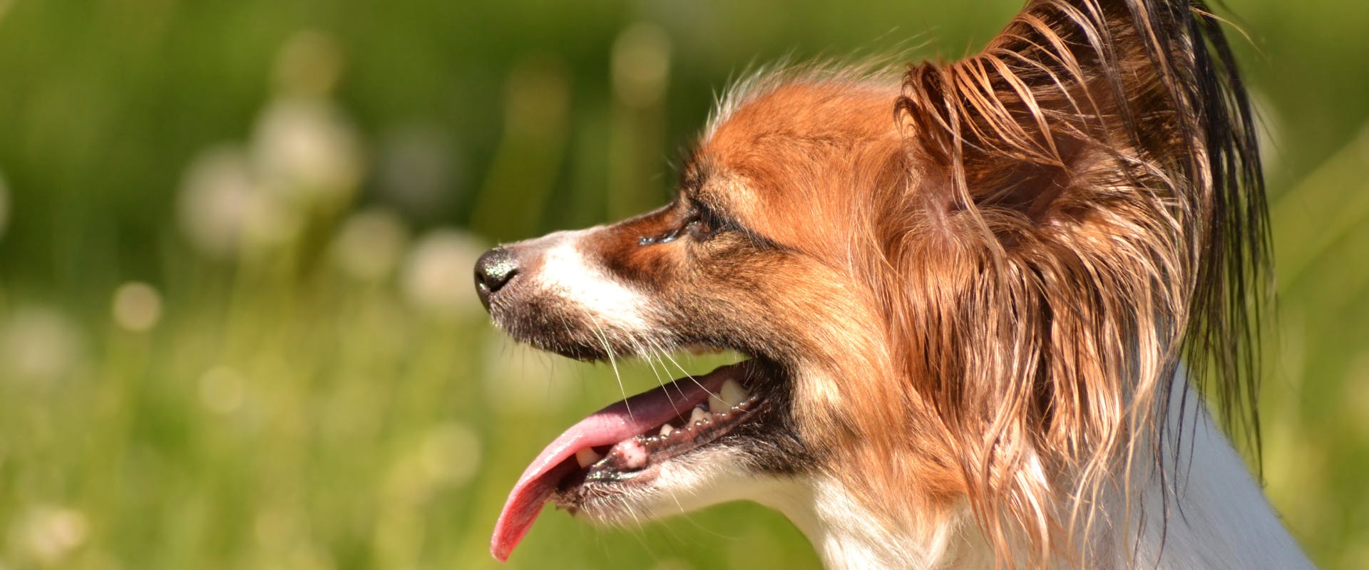 the side shot of a Papillon panting in a field of wildflowers and long grass