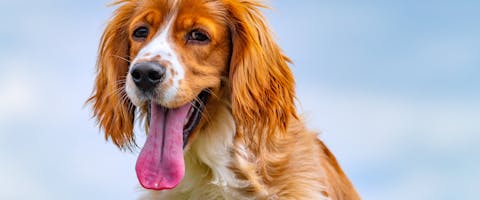 a ginger and white spaniel panting with a very long tongue