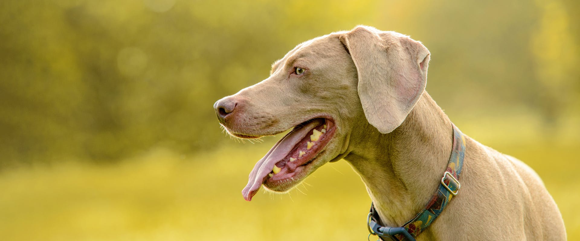 a Weimaraner stood panting and looking off to the left in a green and leafy park