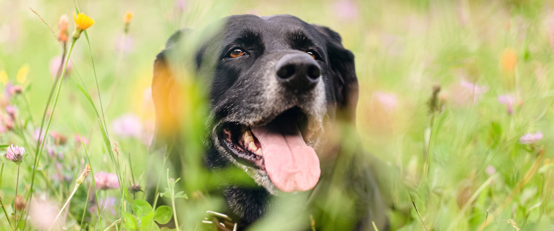 an elderly black dog lying in a field of long grass and wild flowers