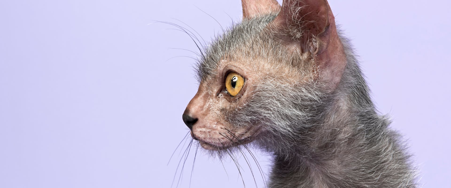 the side shot of a lykoi cat with yellow eyes