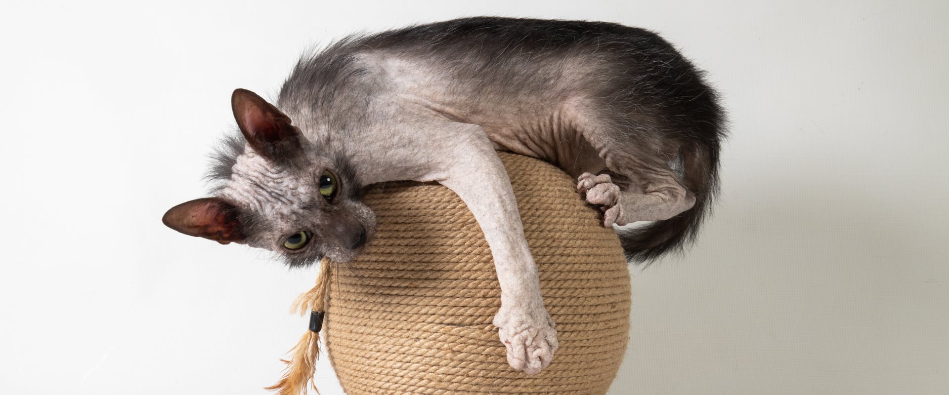 a lykoi cat lying on top of a sphere scratch post