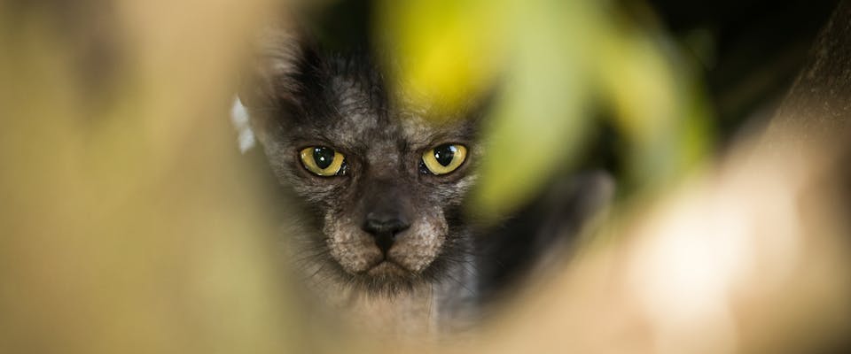 a lykoi cat sat in the middle of a leafy bush