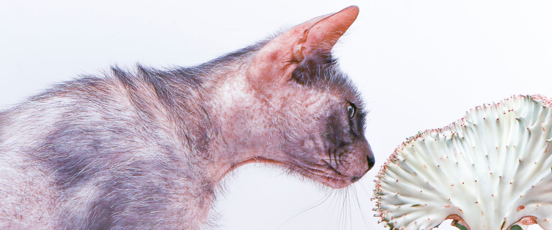 the side shot of a lykoi cat sniffing a white cacti