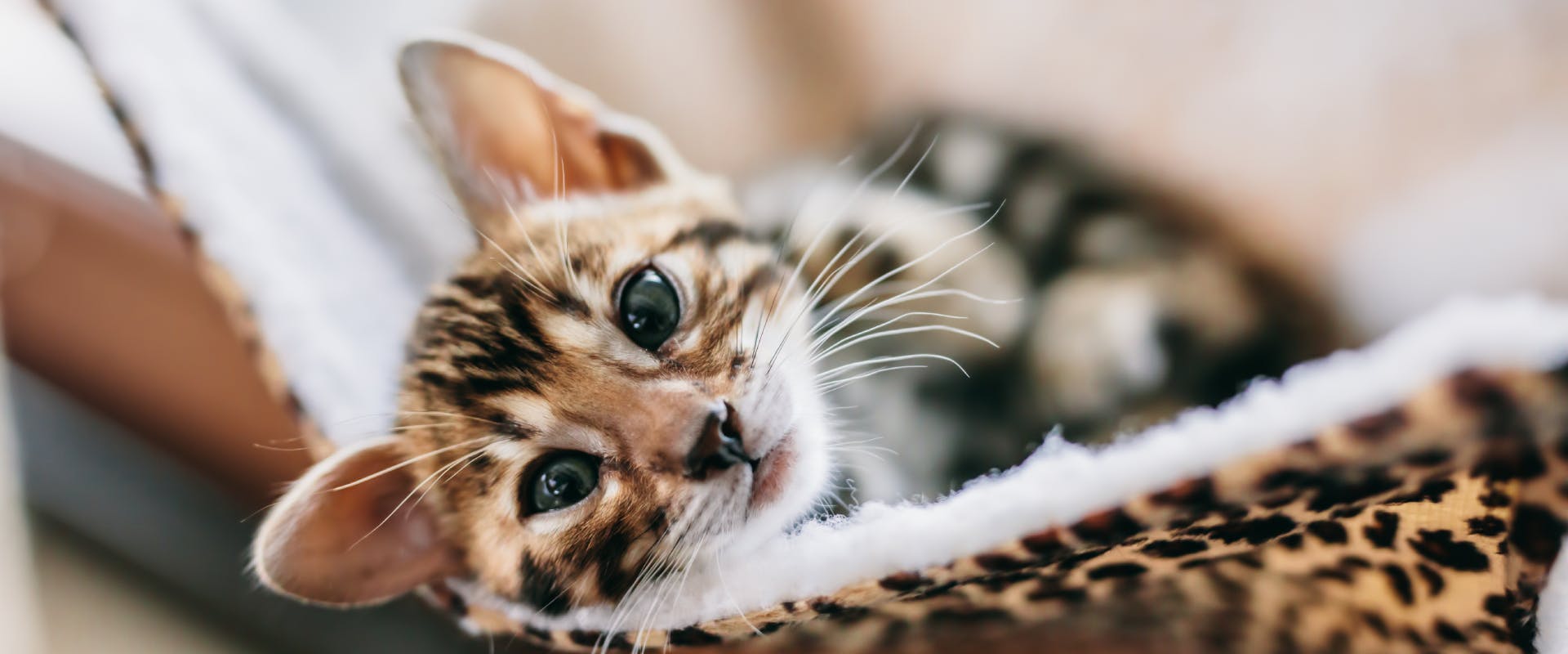 a bengal kitten lying in a leopard print blanket