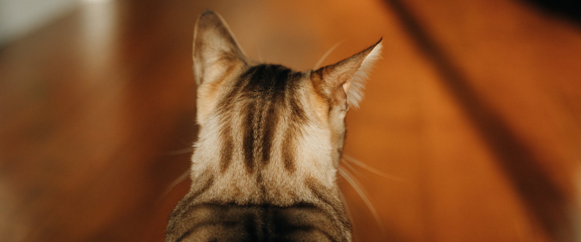 the back of the head of a cat that looks like a wild cat