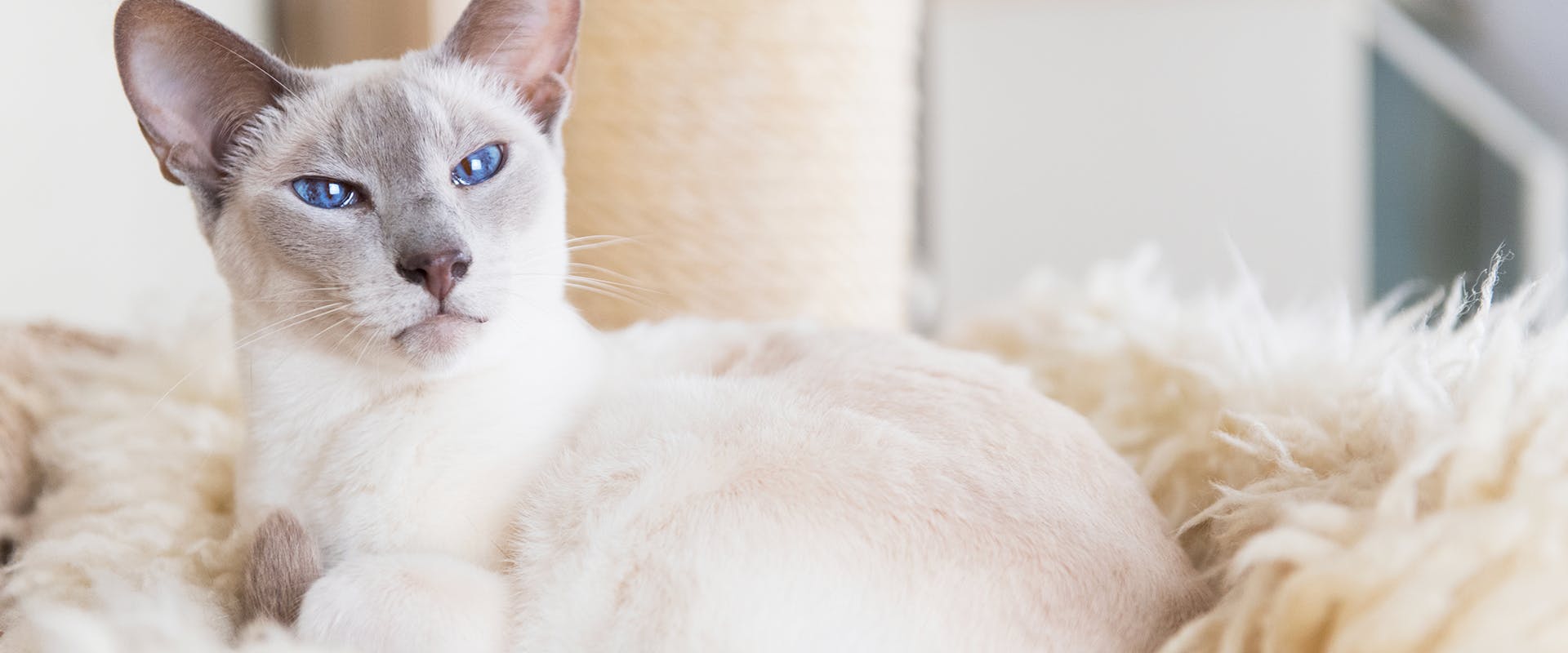 A lilac Siamese, a rare cat color 