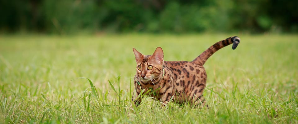 a bengal cat stalking through long grass in a park