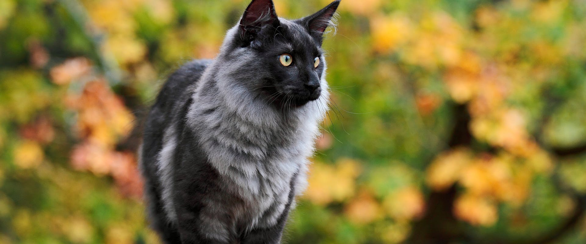 A smokey, rare colored Norweigan Forest Cat