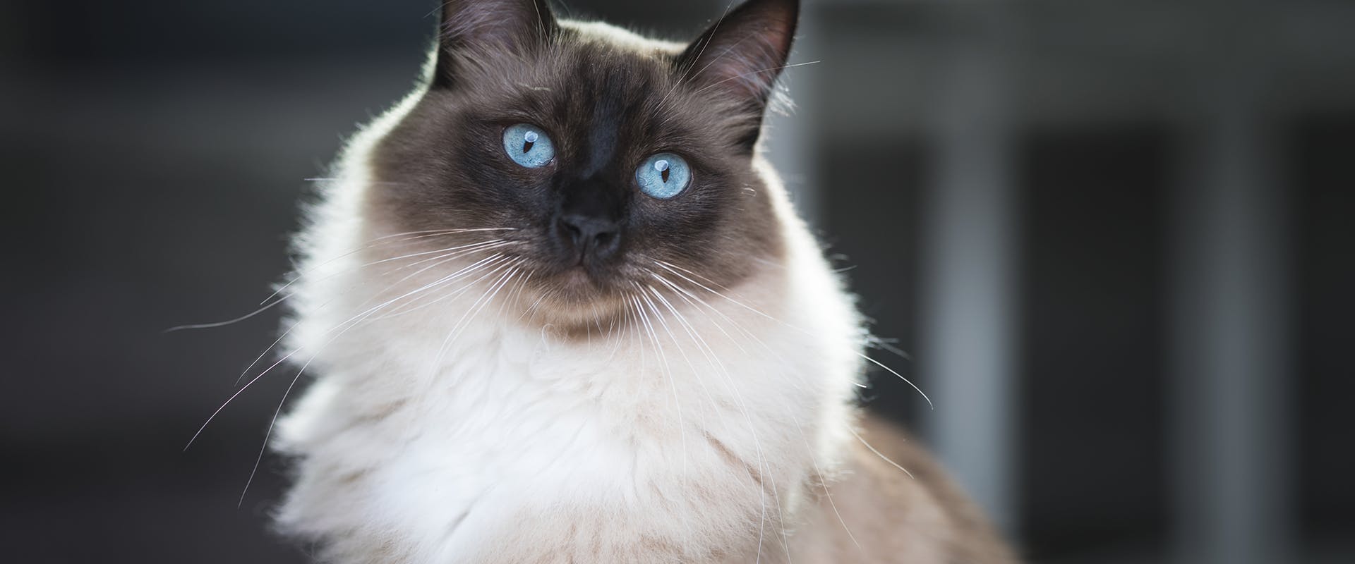 A seal point Ragdoll, one of the rare Ragdoll cat colors