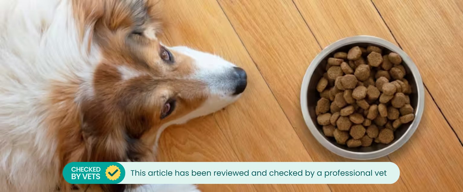 Dog lying by their food and not eating.