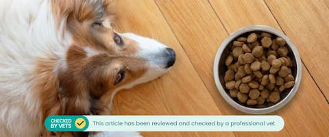 Dog lying by their food and not eating.