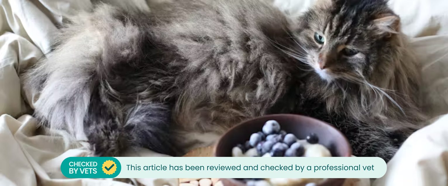 Can Cats Eat Blueberries TrustedHousesitters