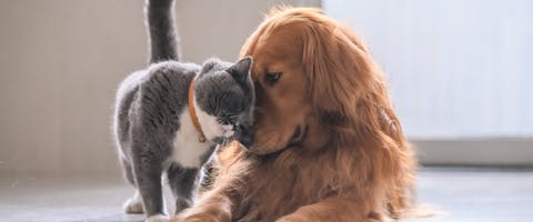 A cat and a dog nuzzling each other. 