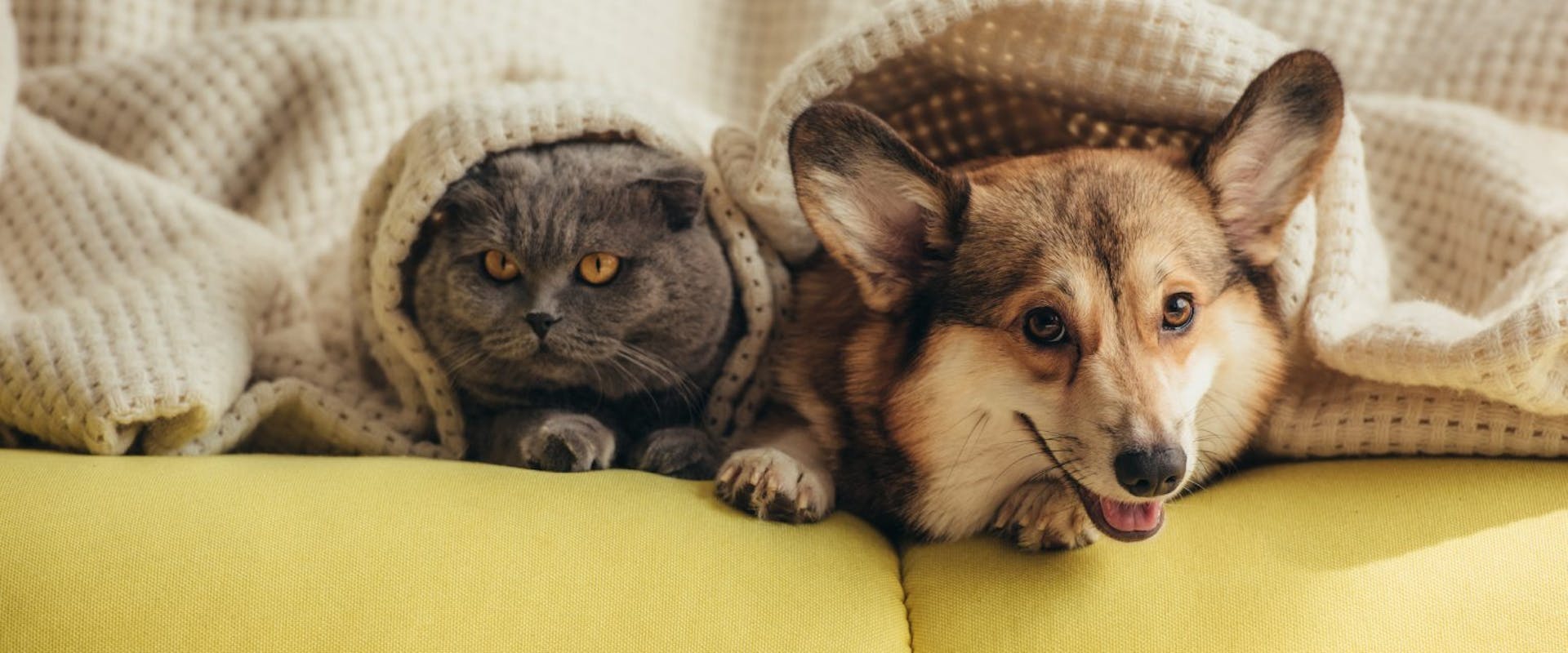 A cat and a dog on the sofa under a blanket.