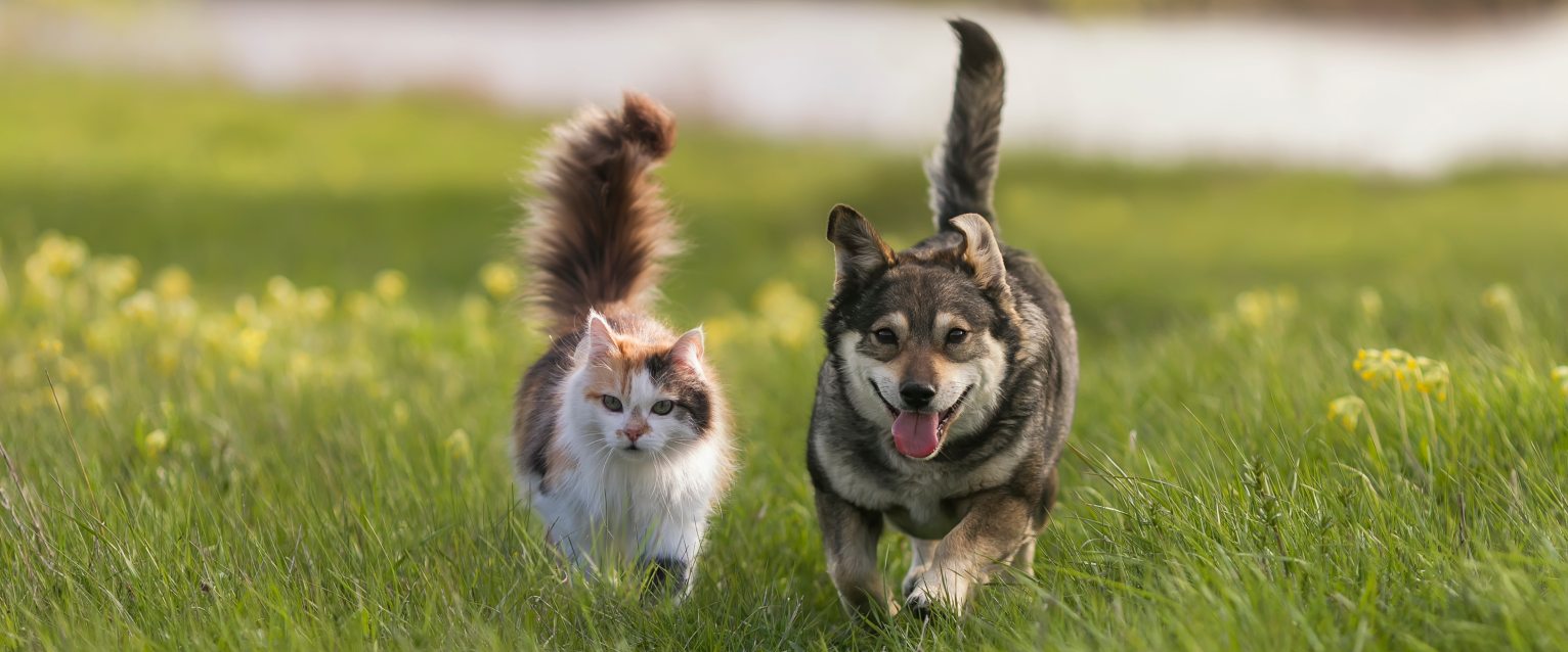 Why Do Cats Live Longer Than Dogs?