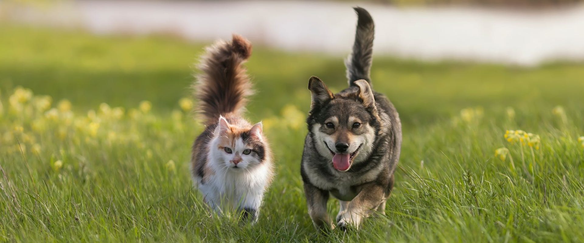 A cat and a dog walking through a meadow.