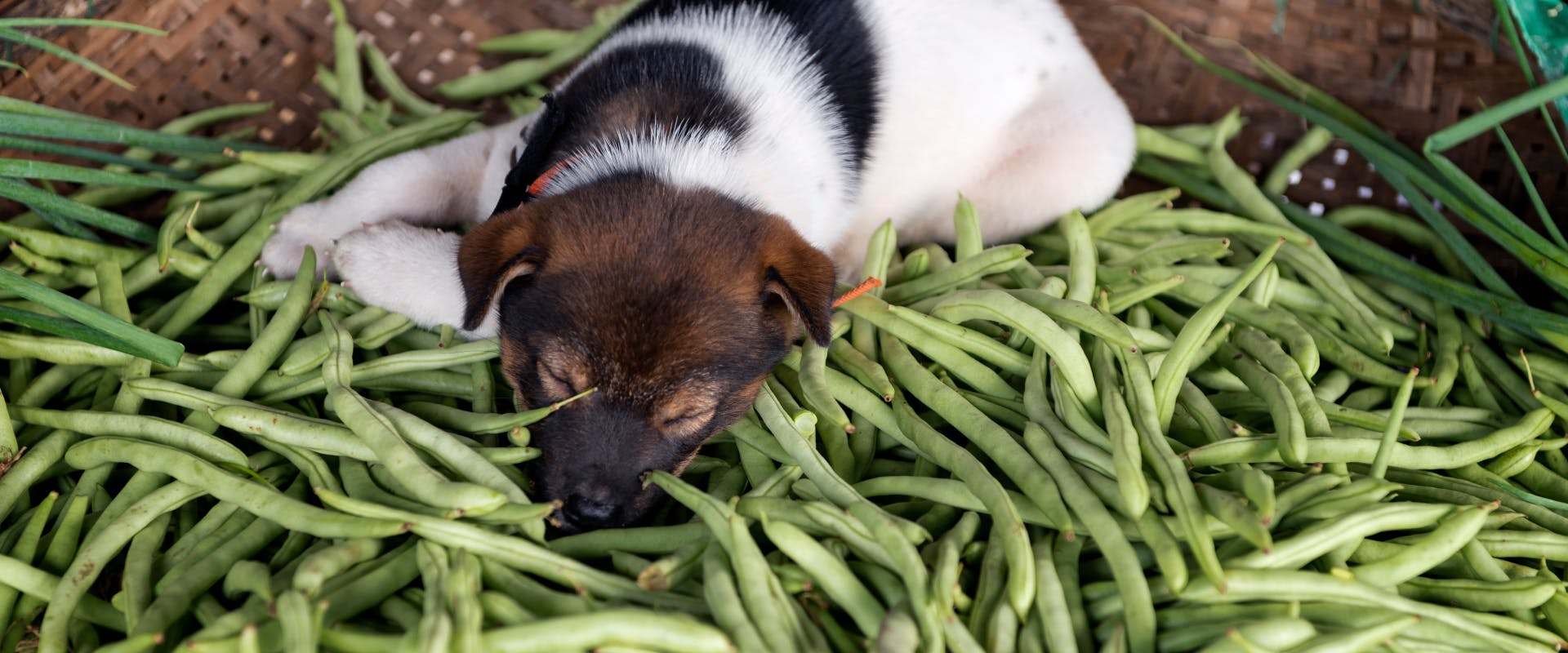 a black and white puppy asleep on a pile of green beans