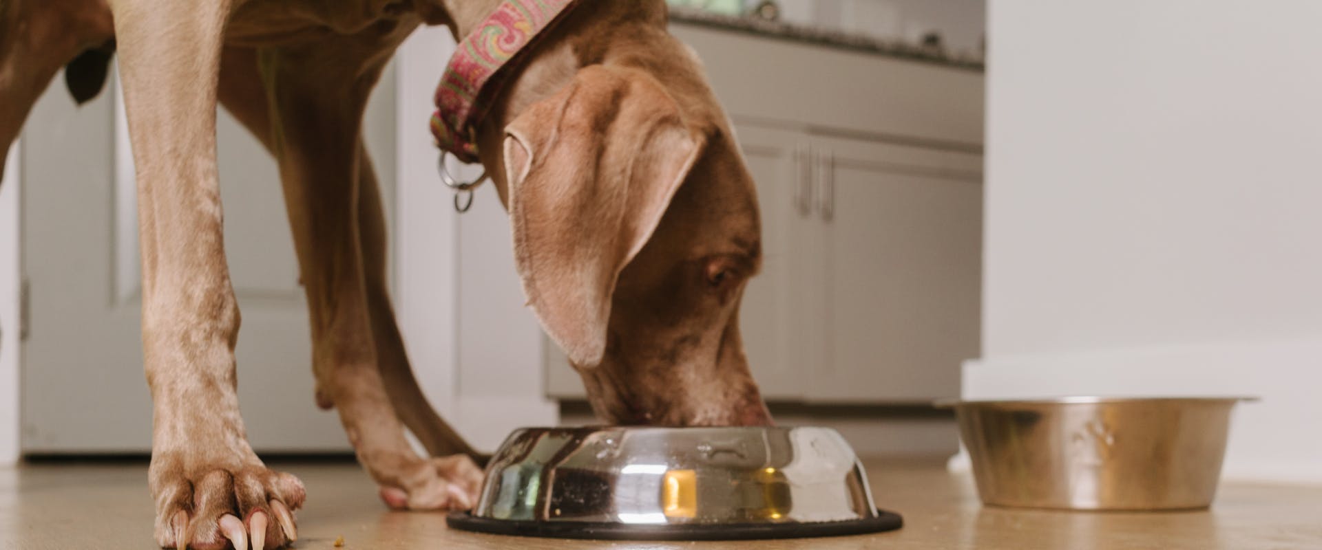 a Weimaraner eating out of a silver food bowl on the floor of a kitchen