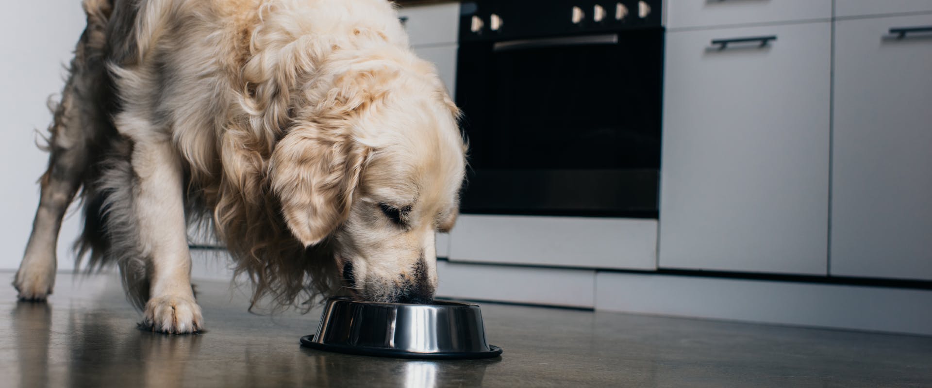 a golden retriever eating out of a silver bowl in a kitchen