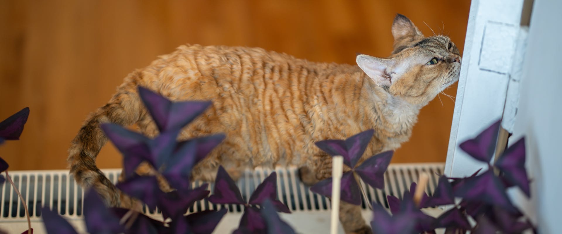 a ginger tabby devon rex sniffing a window ledge