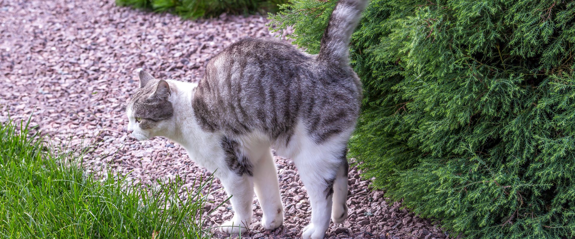 a patchy tabby spraying a bush next to a gravel path