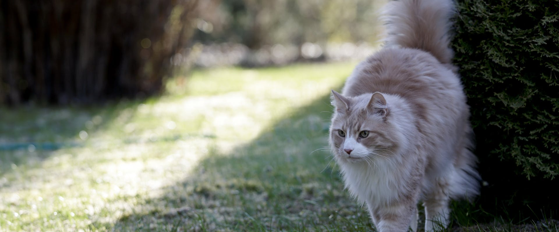 a long-haired white and tanned cat spraying a hedge in a garden