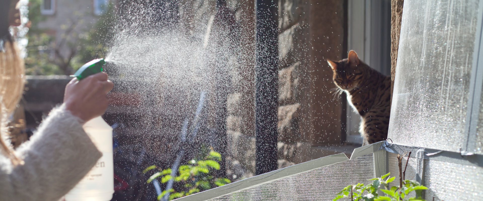 a cat looking out of a window at a person using a spray bottle on their plants