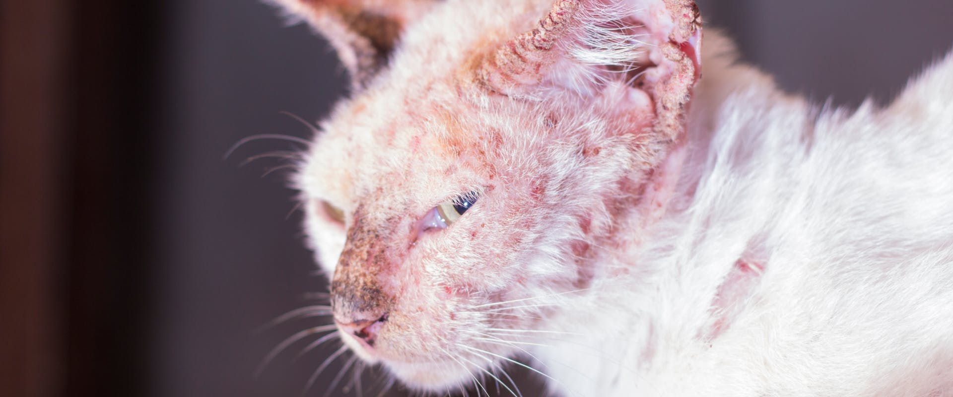 a white cat with its face infected with mange