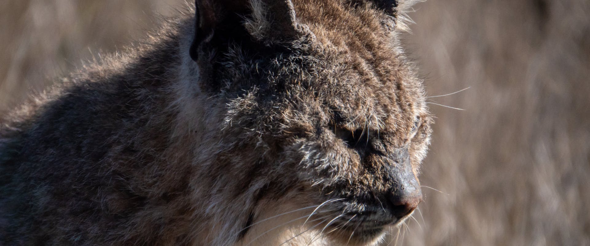 a tabby cat with mange on its face near its eyes