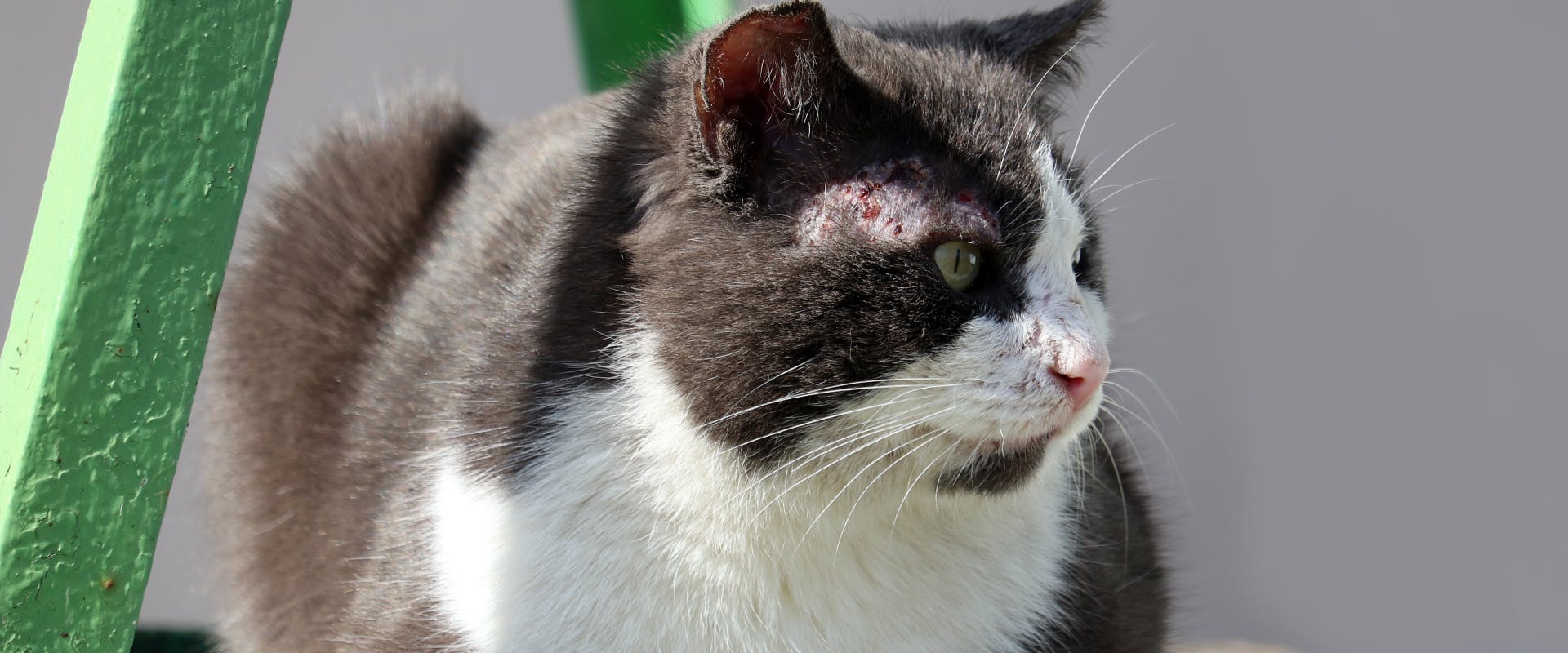 a crouching gray and white cat with a patch of mange on its head