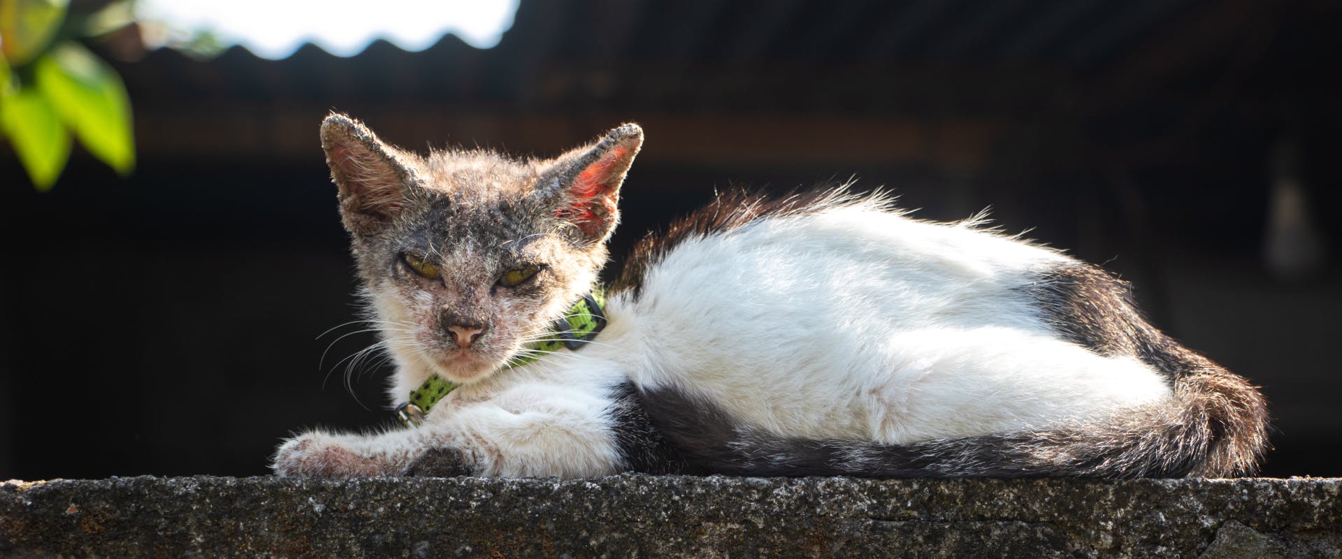 a kitten with a green collar lying on a stone wall with mange on its face
