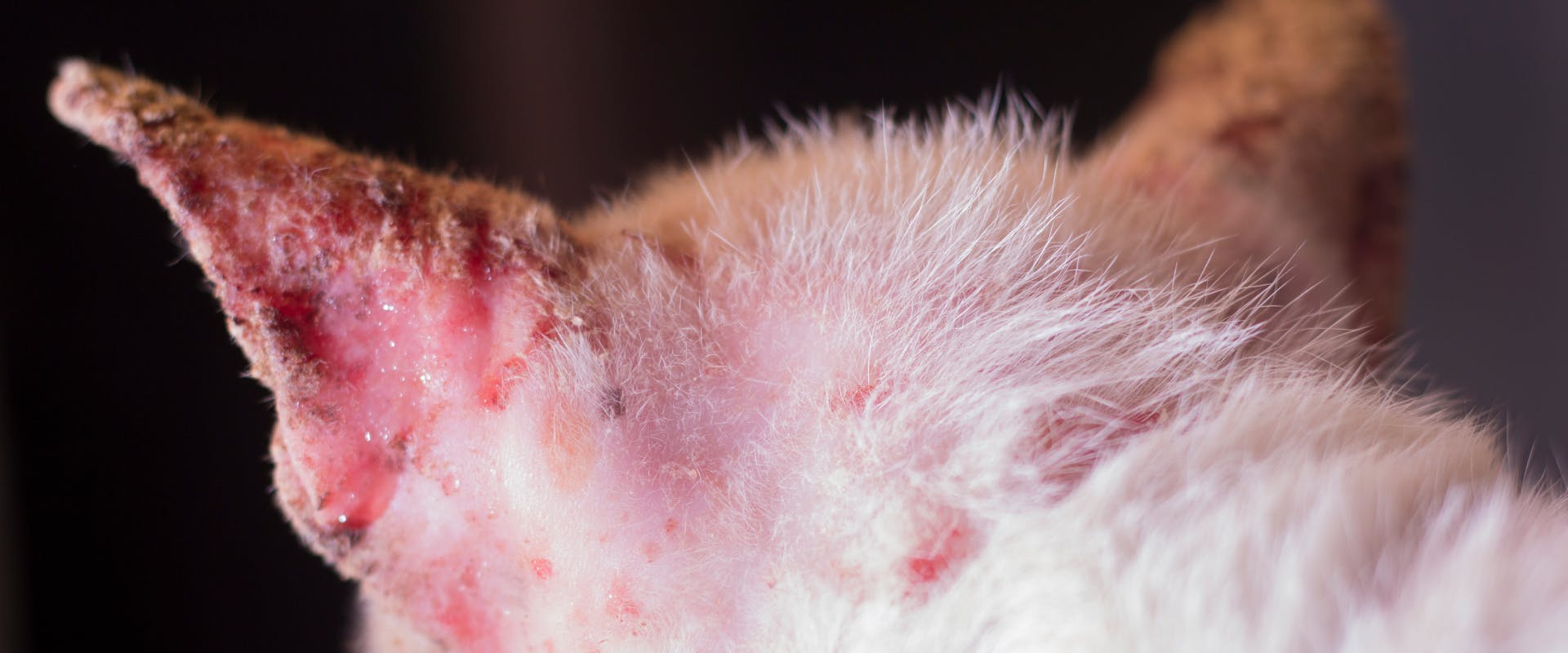 a close up of mange in cats on a white cat's ear