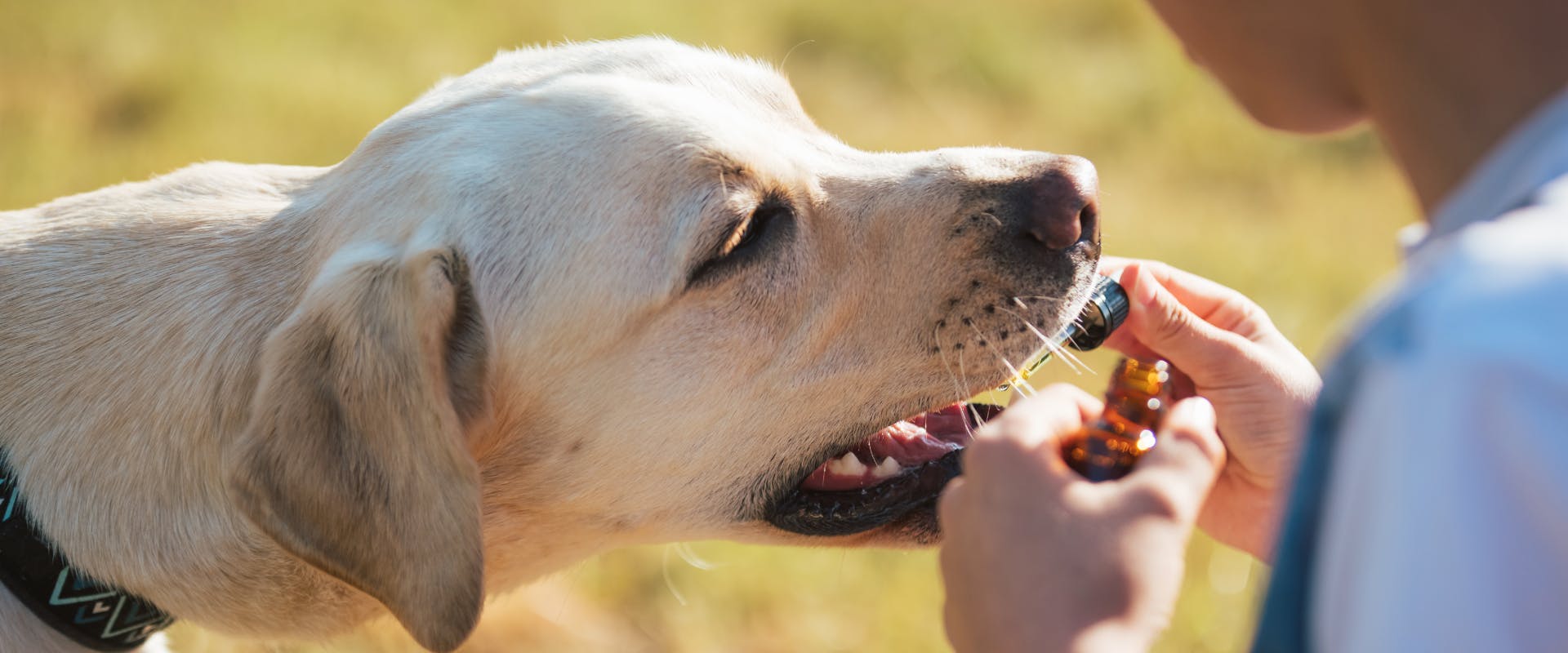 a white Labrador opening its mouth with a person drops oil into its mouth from a pipet