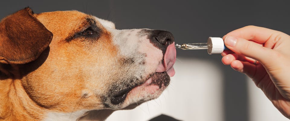 a person putting a pipet of coconut oil for dogs onto a large brown dog's nose