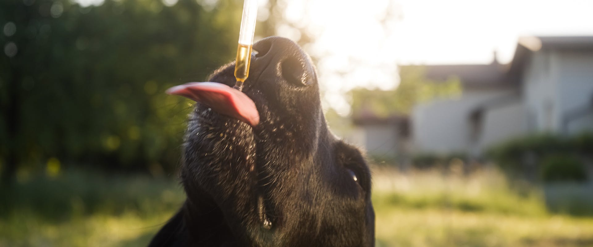 a black dog licking a pipet will oil in it