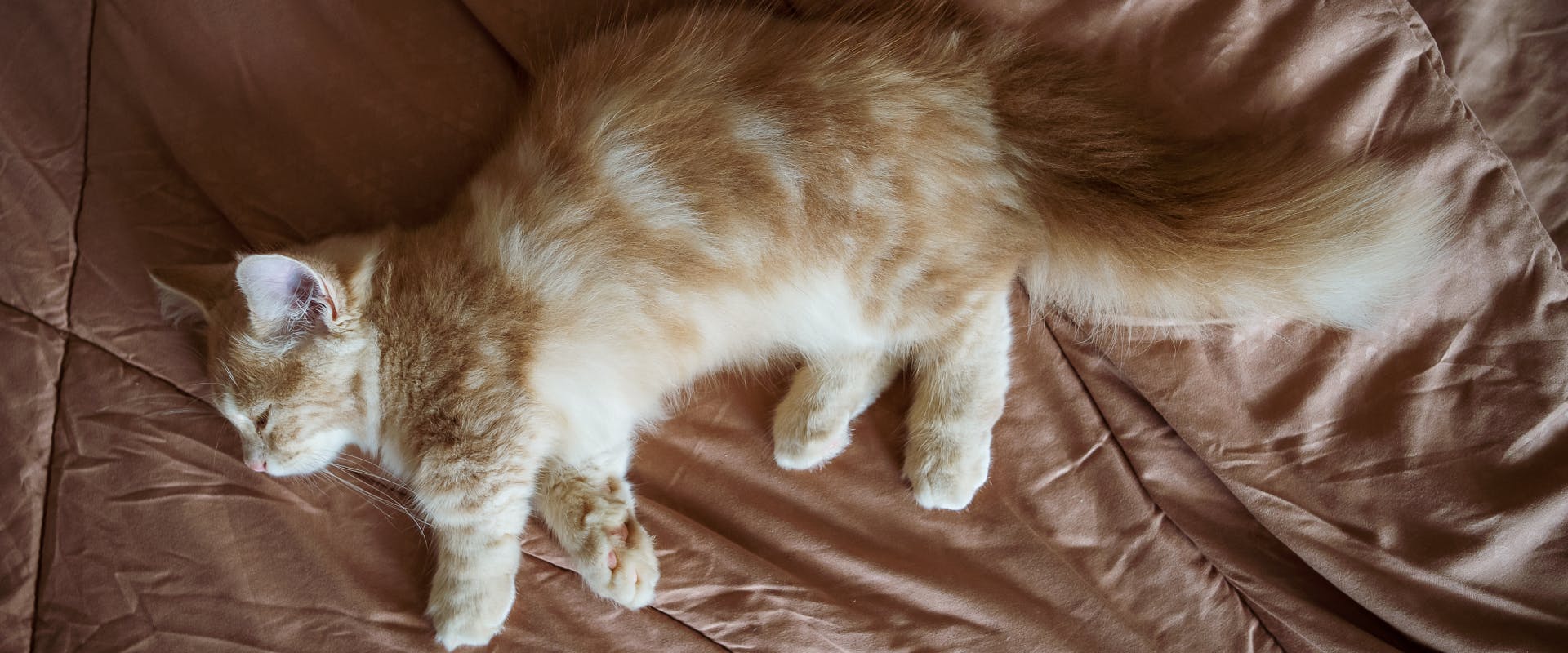 a long-haired ginger tabby munchkin lying on a dark pink bedspread