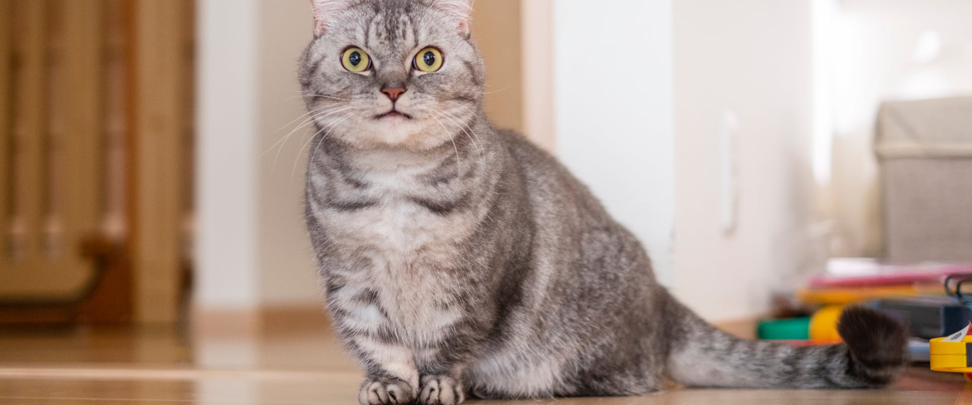 a gray tabby munchkin cat on a wooden floor facing the camera