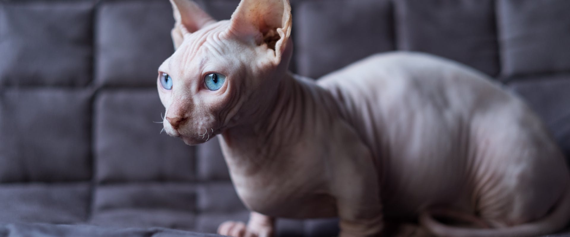 a hairless munchkin cat breed sitting on a black couch