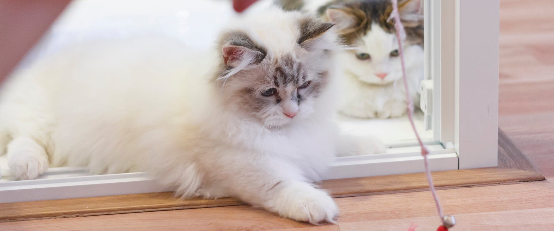 two long-haired munchkin cats watching a cat teaser