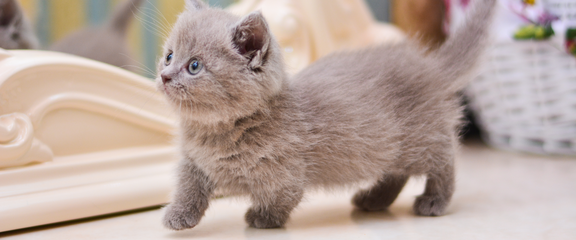 a gray munchkin kitten talking on a white wooden table