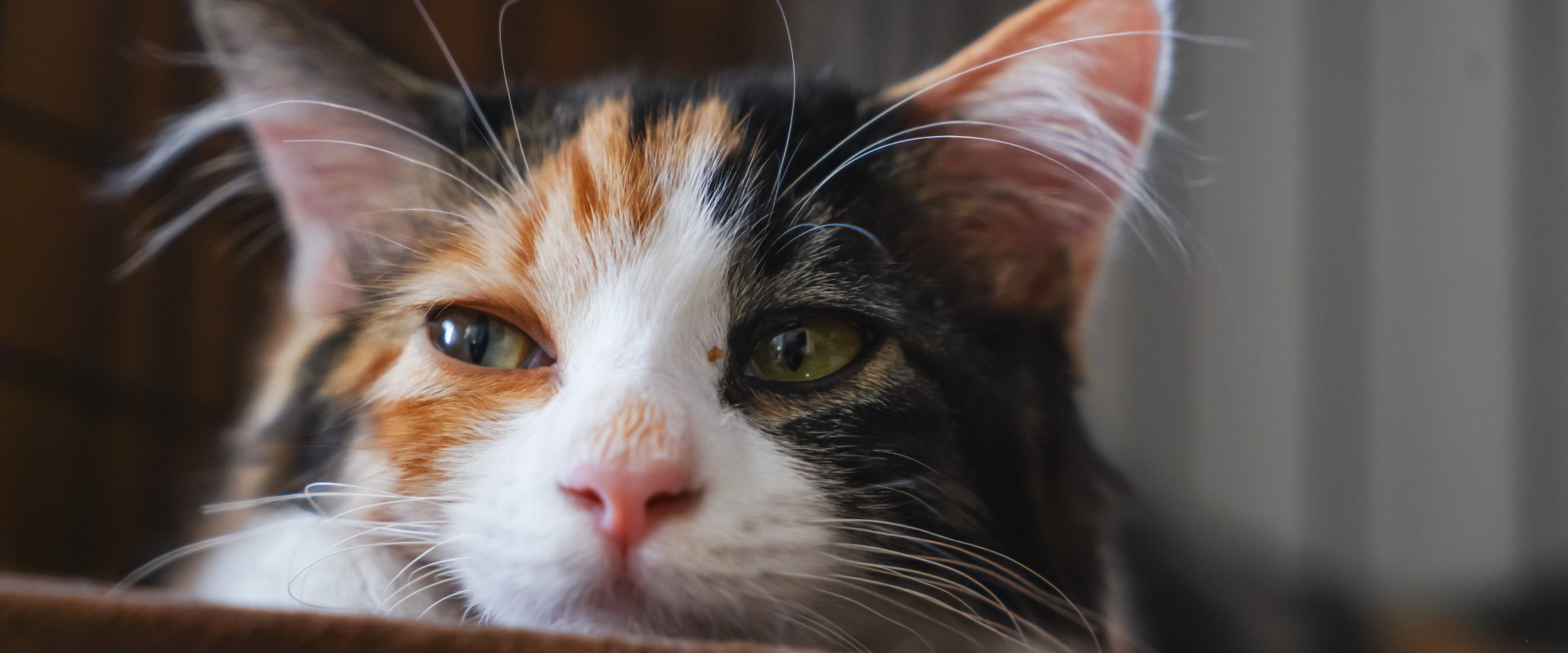 A calico cat.