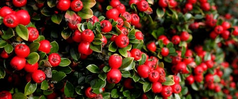 An up-close of a cotoneaster plant with red berries.