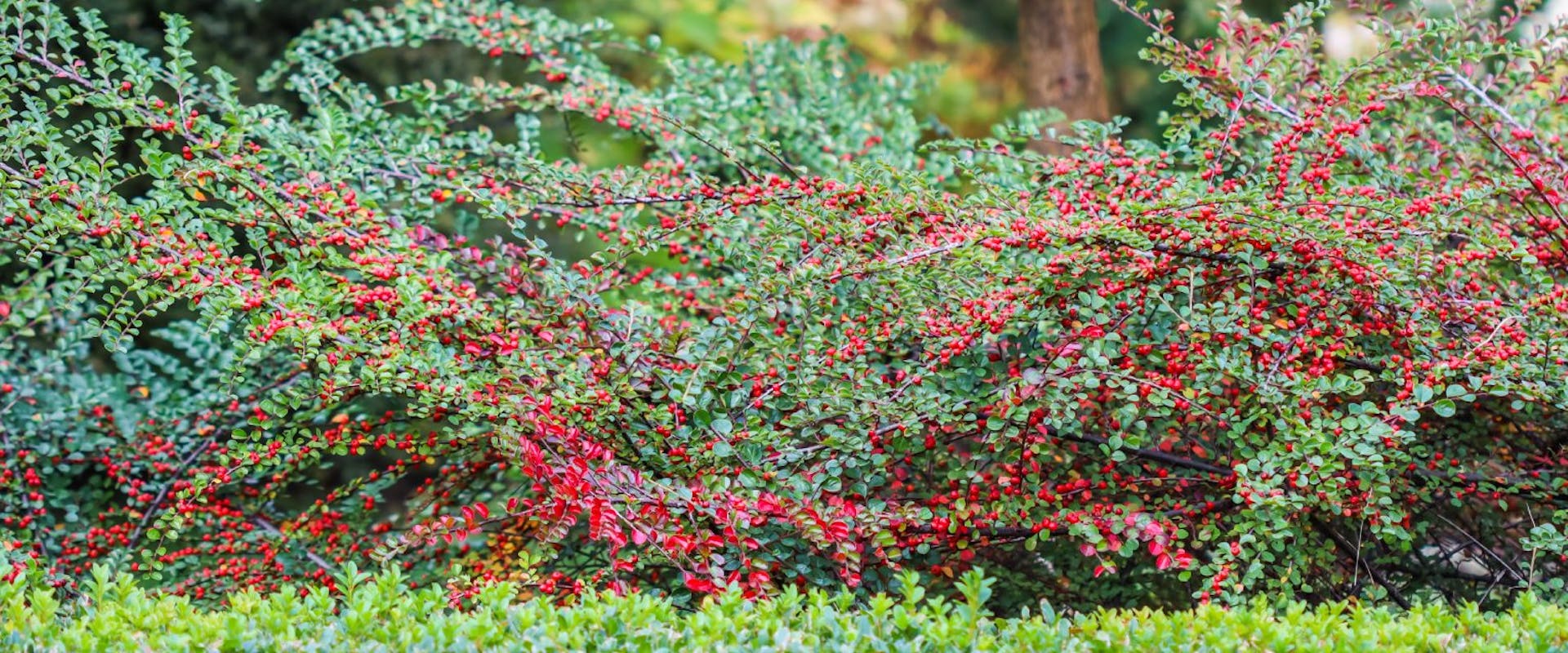 A cotoneaster plant with red berries.