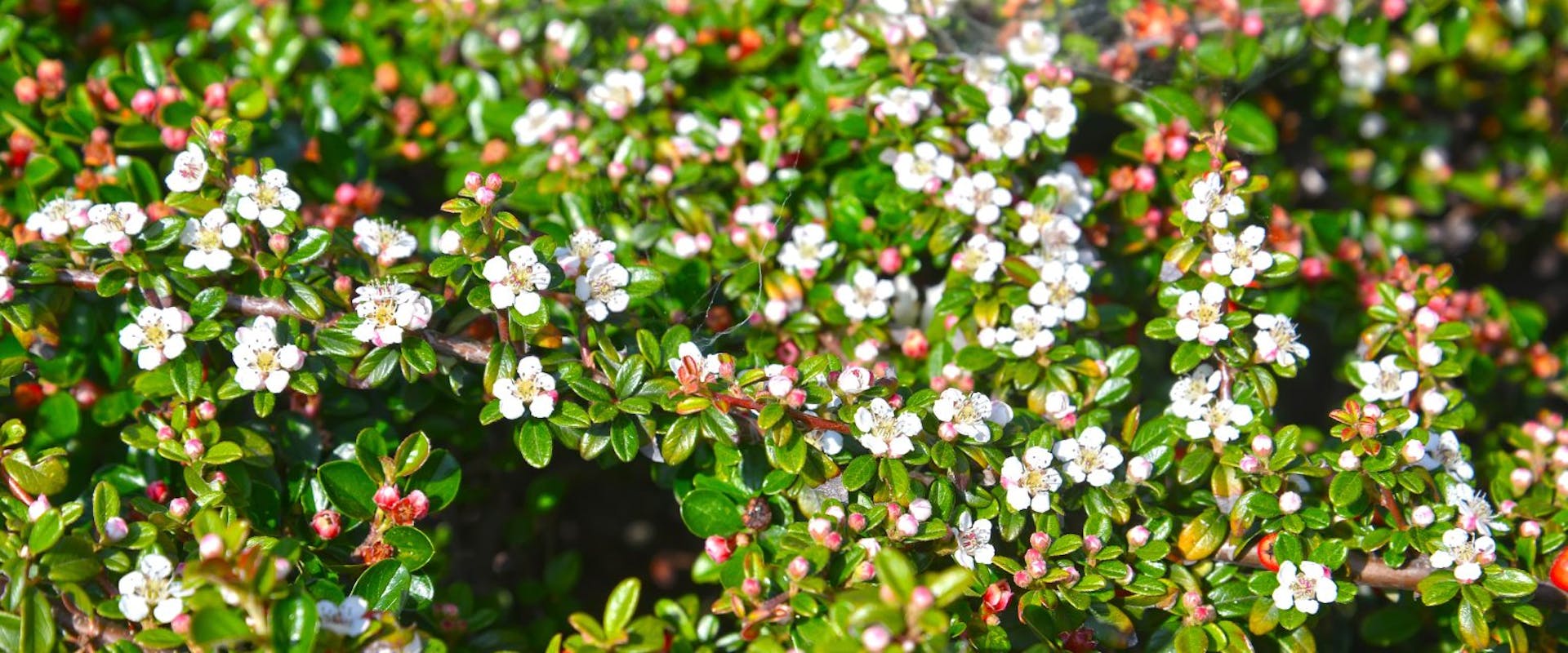 A cotoneaster plant with pink-white flowers in bloom.
