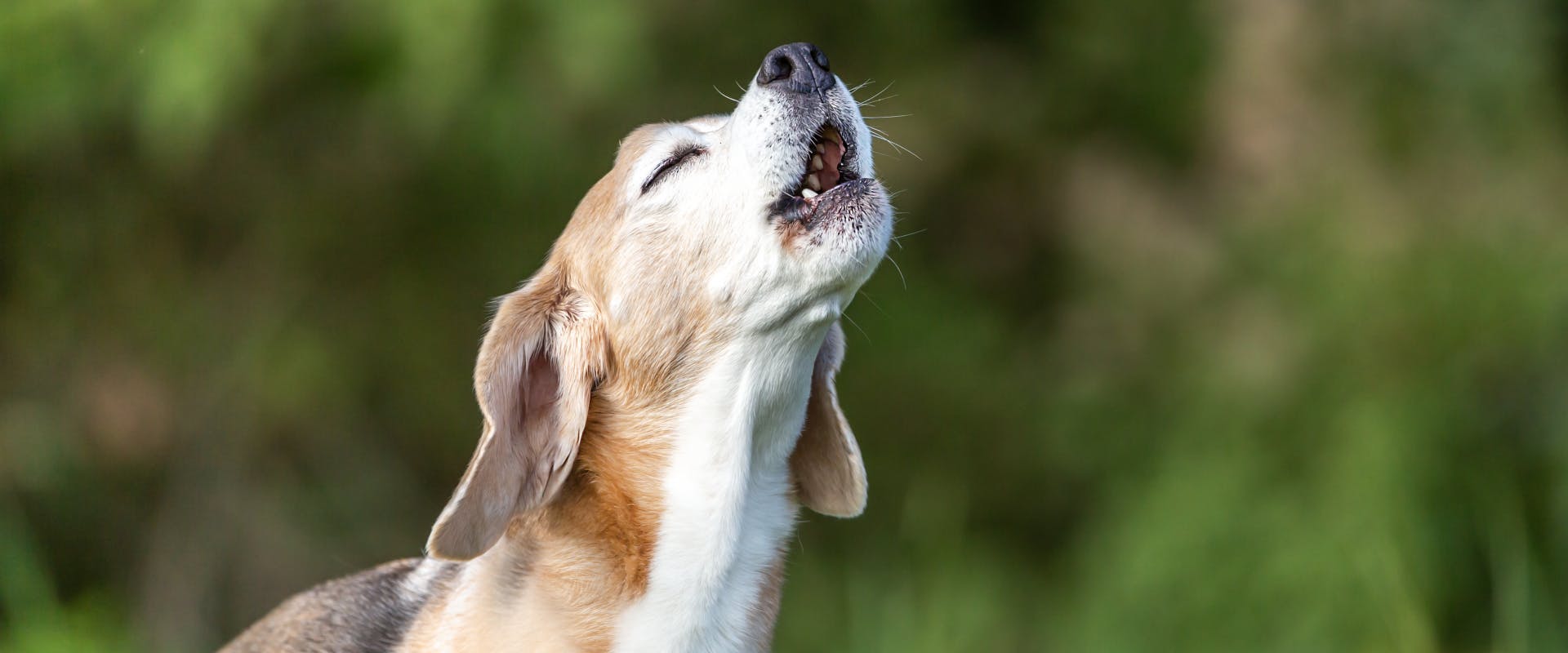 an elderly hound outside howling with its eyes closed